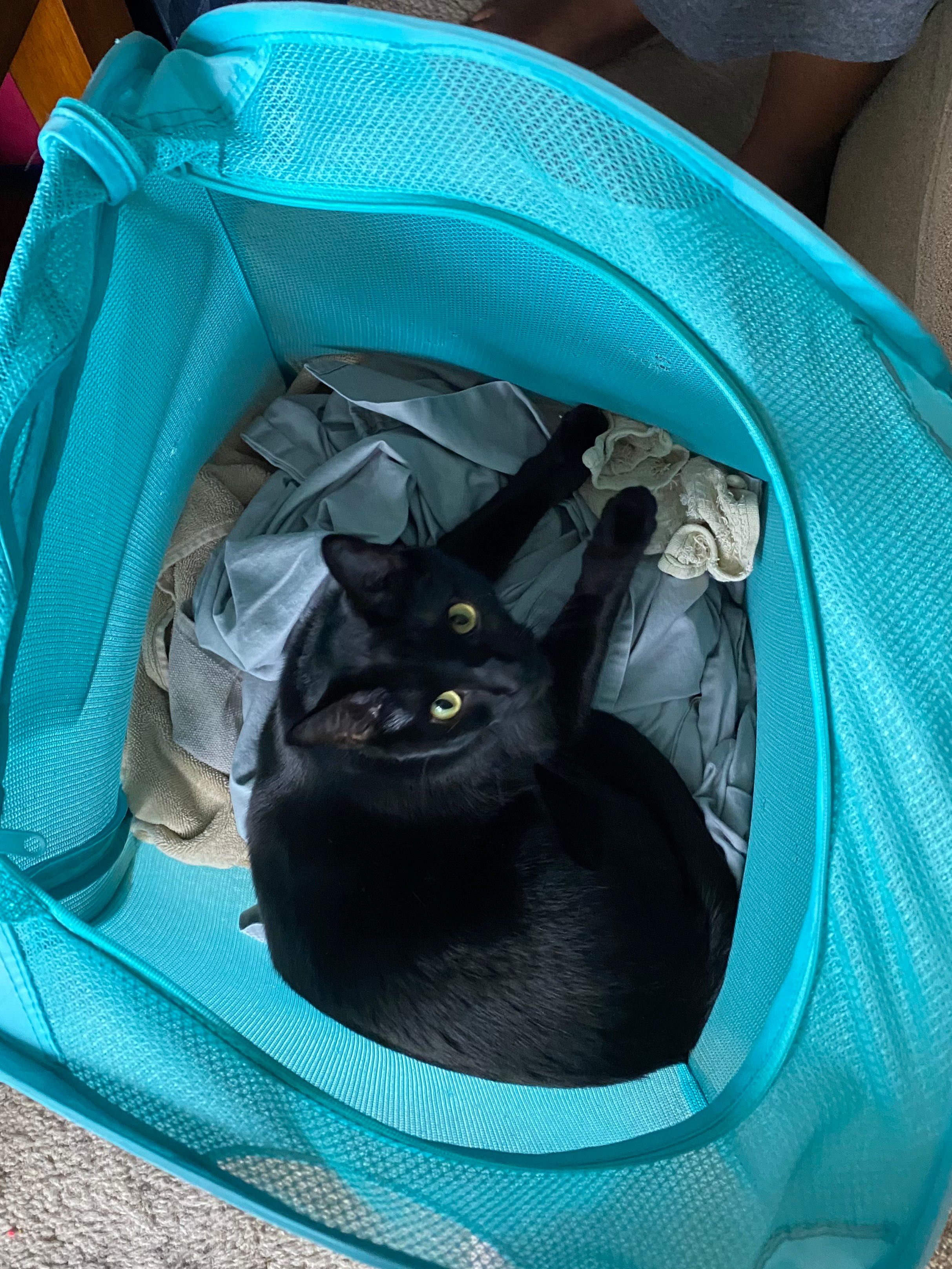 Mastodon Post 2024-01-27