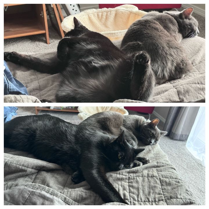 Bluesky Post 2024-02-24