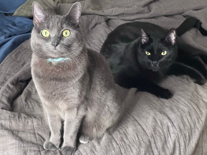 Bluesky Post 2025-01-11