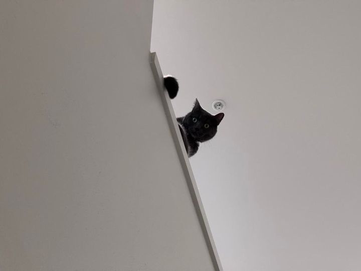 Mastodon Post 2025-08-09