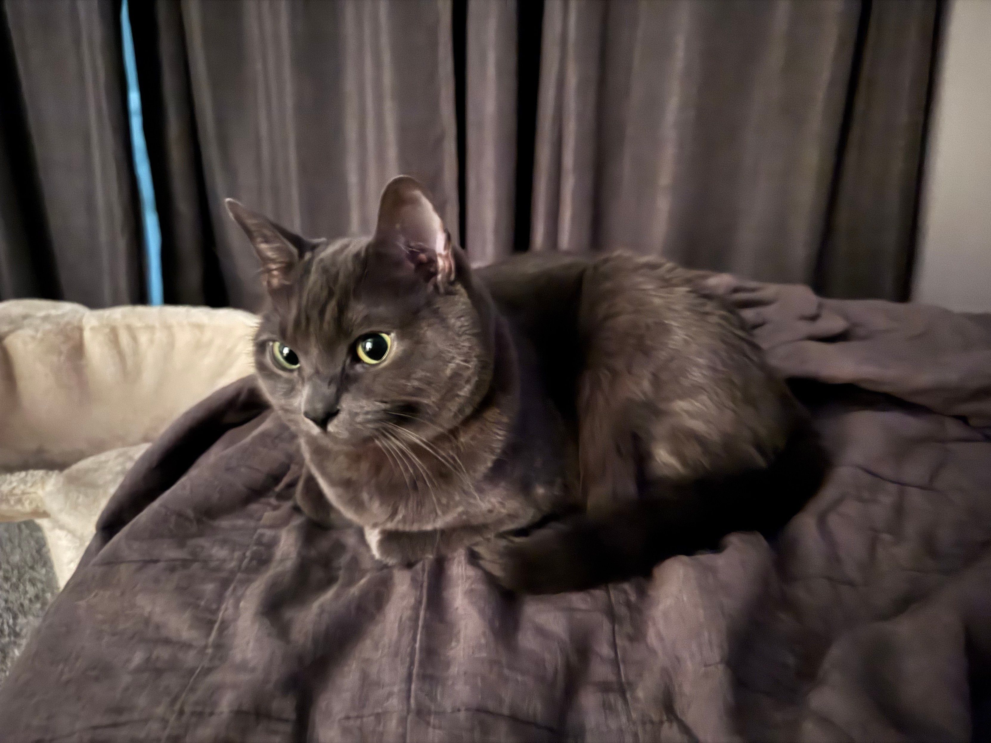 Mastodon Post 2024-11-08