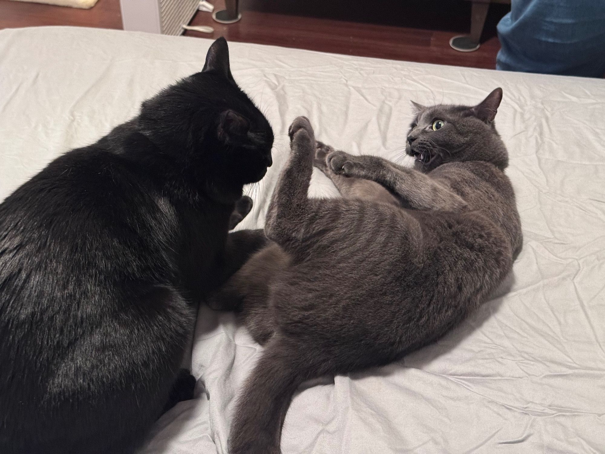 Bluesky Post 2025-07-26