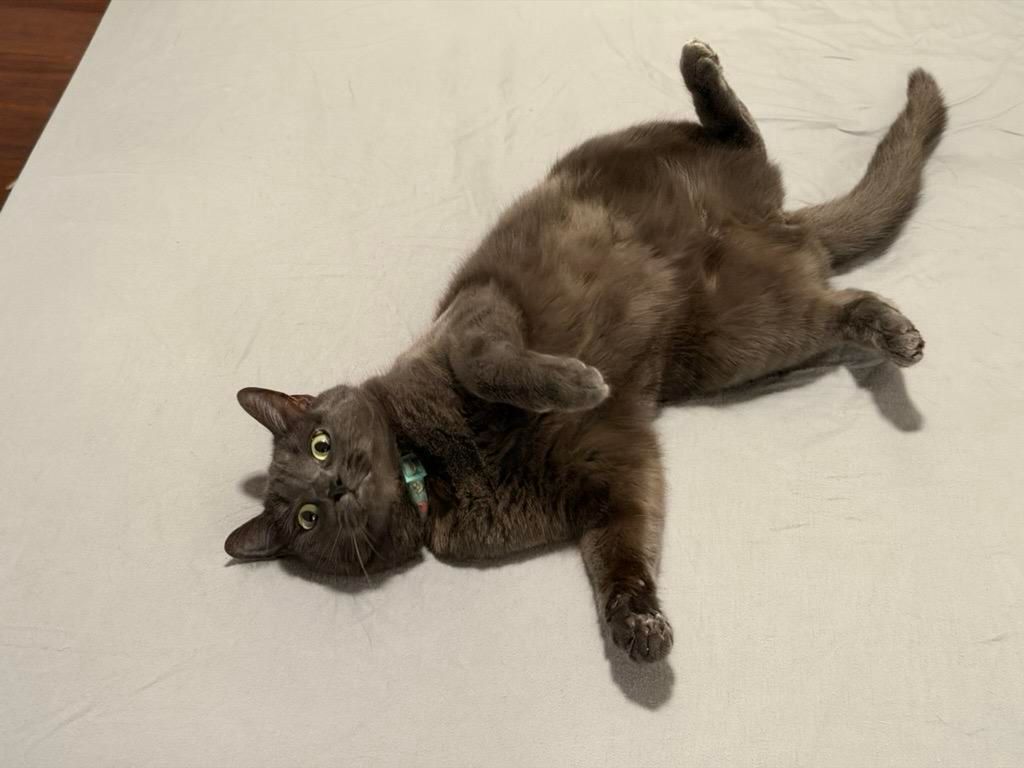 Mastodon Post 2025-12-28