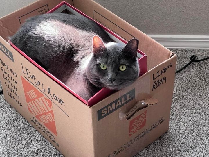 Mastodon Post 2025-06-28