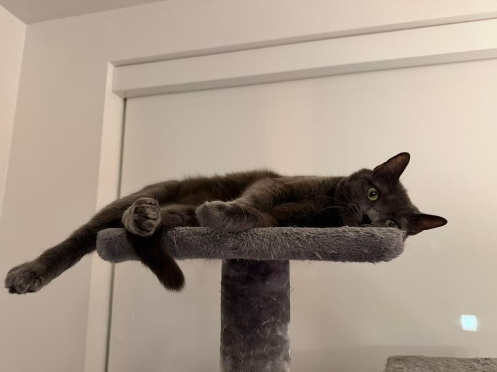 Mastodon Post 2026-01-11