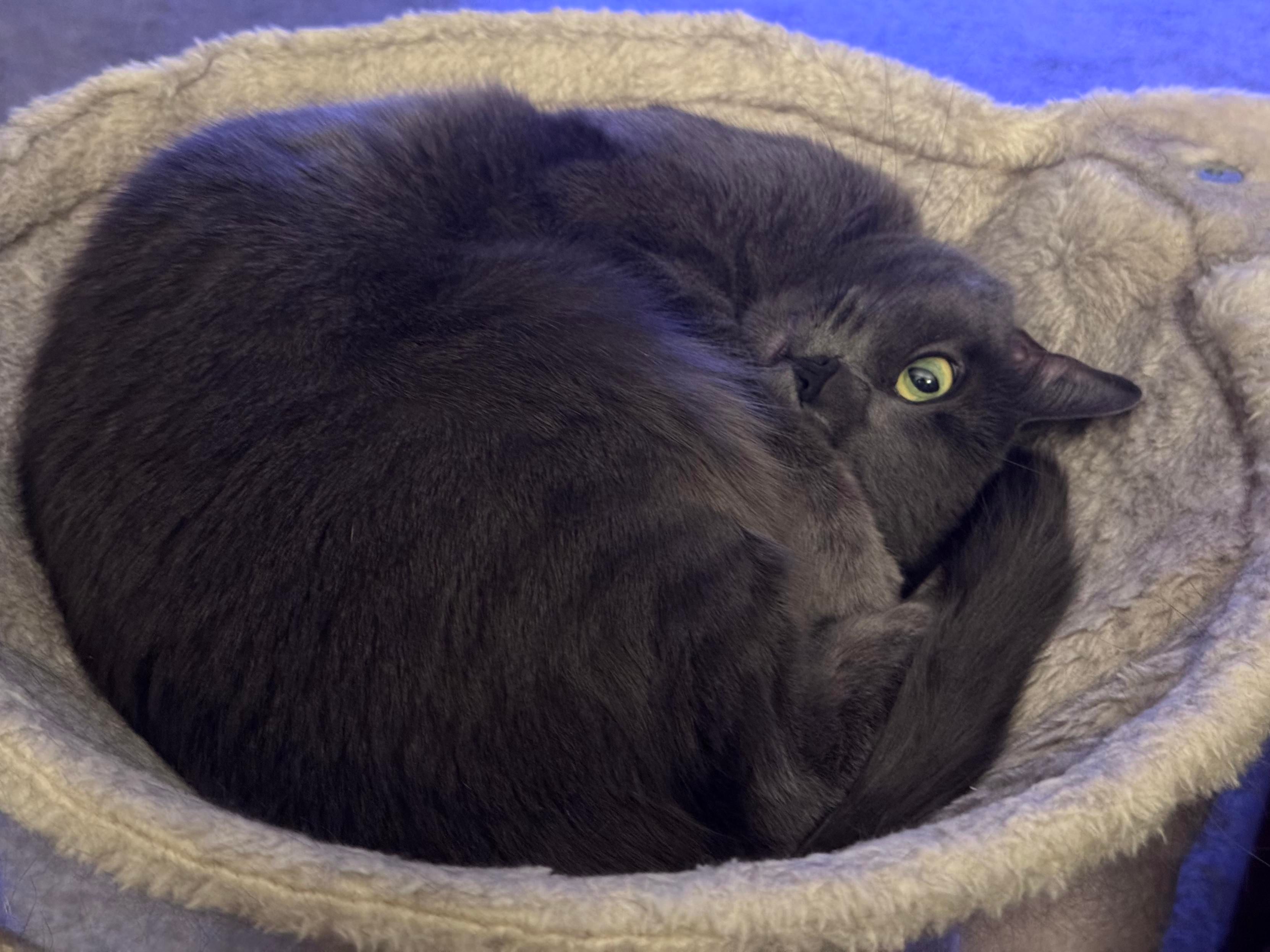 Mastodon Post 2025-03-09