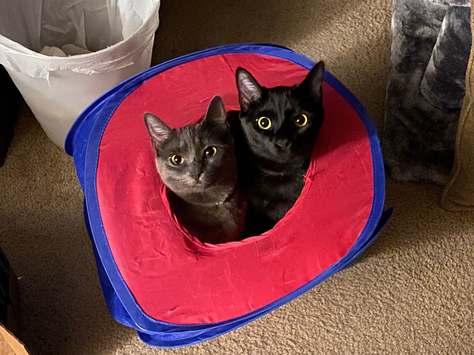 Bluesky Post 2025-03-01