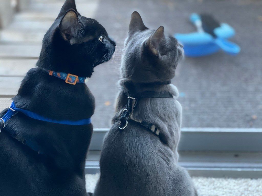 Mastodon Post 2023-12-16