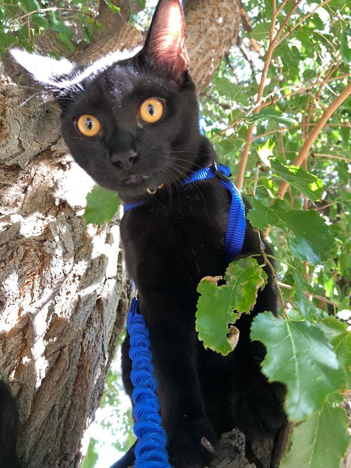 Bluesky Post 2023-08-17