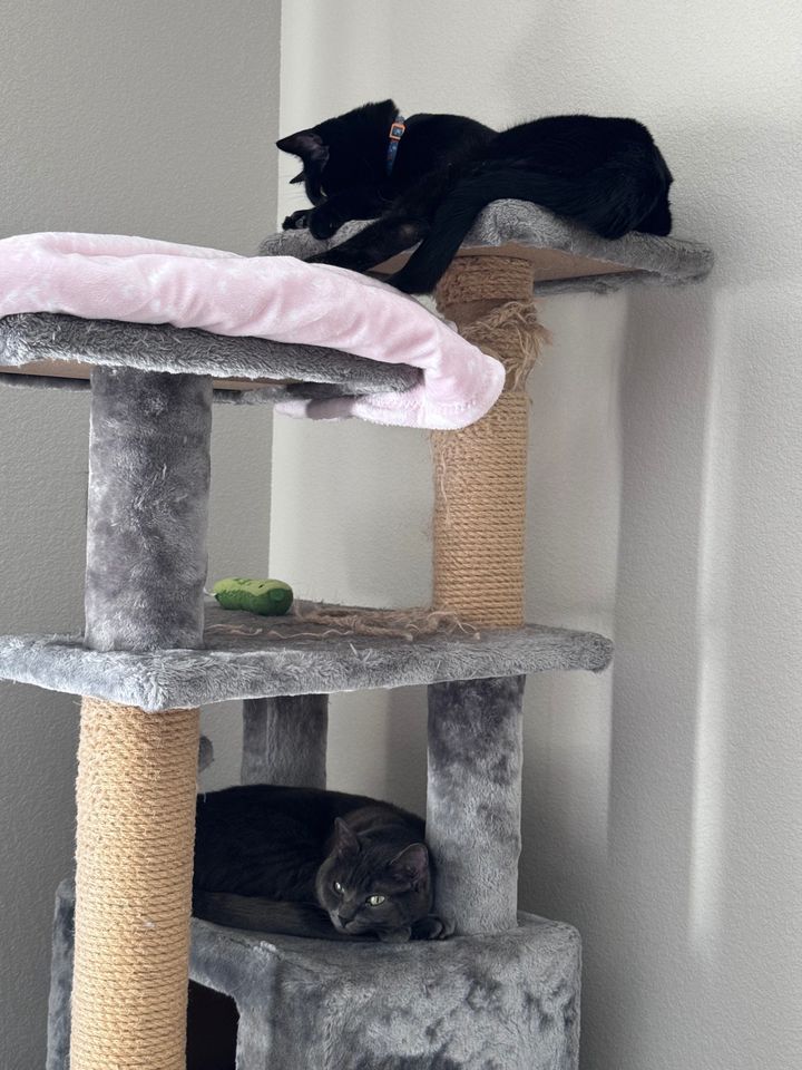 Bluesky Post 2025-01-18