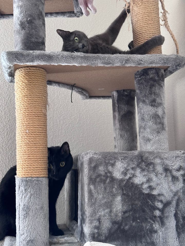 Mastodon Post 2025-02-23