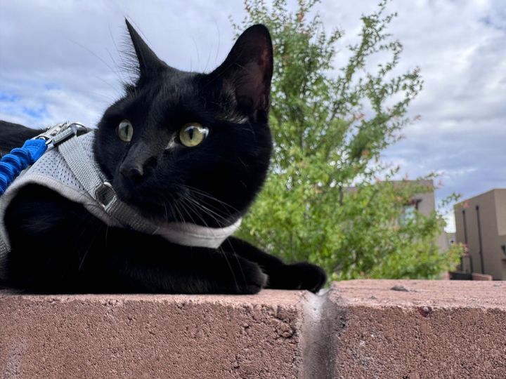 Bluesky Post 2025-04-26